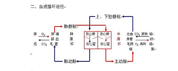 人体内的血液是怎样循环的