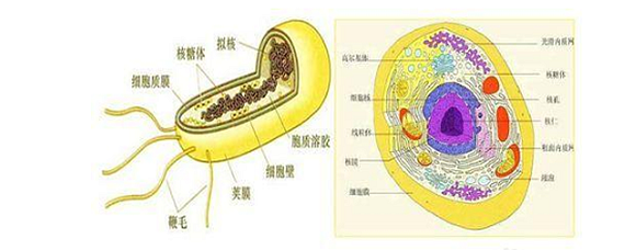 原核细胞结构模式图图片