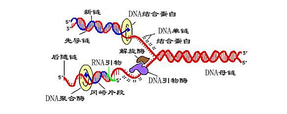 dna聚合酶作用部位图片