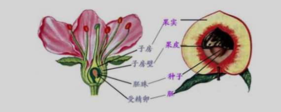 成熟胚珠的结构图图片